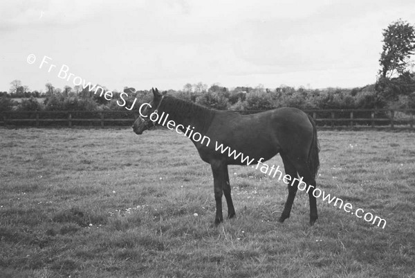 SHESLOON STUD   HORSES WITH ANDY MURRAY THE STUD GROOM